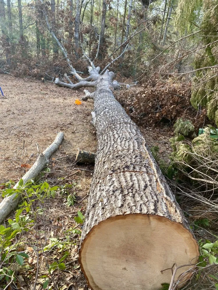 Expert lawn mowing service experts serving Mount Airy, NC - Full Circle Tree Pro