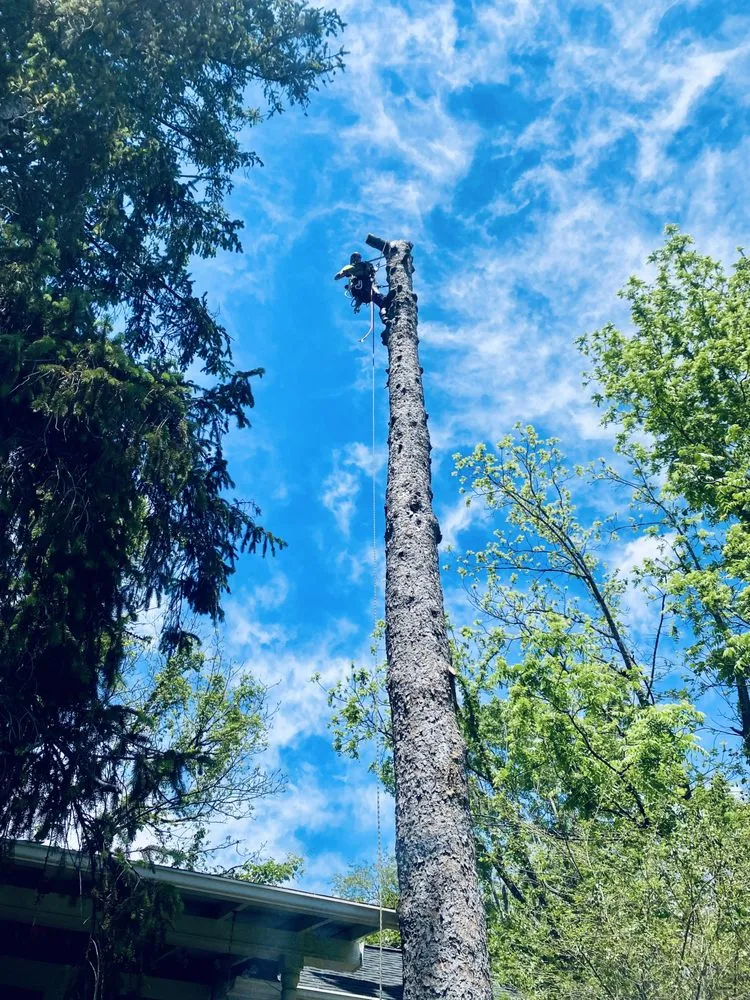 Trusted residential landscaping in Mount Airy, NC - Full Circle Tree Pro