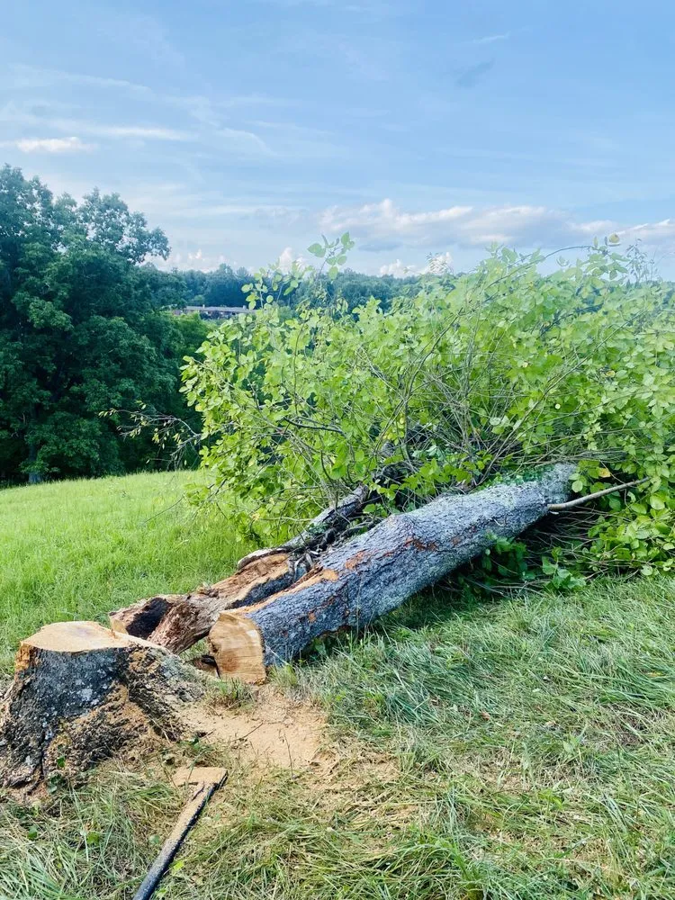 Top-rated landscaping services near you in Mount Airy, NC by Full Circle Tree Pro