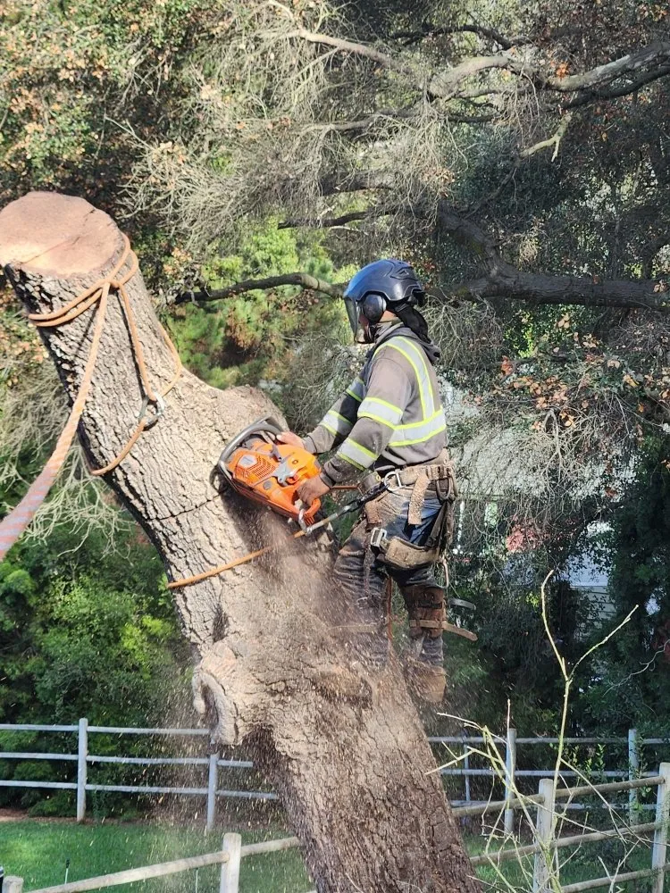 Custom garden landscaping in Escondido, CA by Full Circle Tree Service
