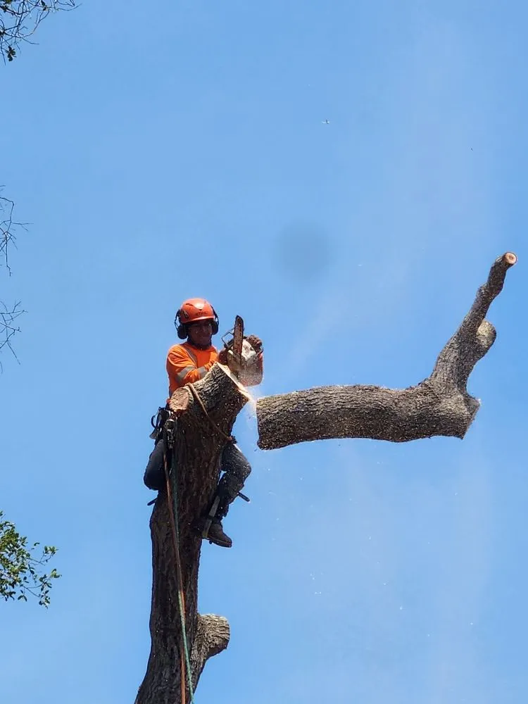 Expert residential landscaping in Escondido, CA by Full Circle Tree Service
