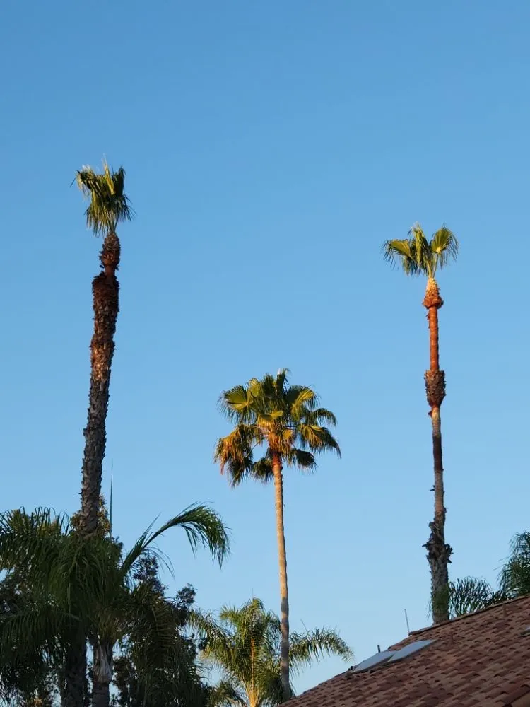 Professional landscape installation in Escondido, CA by Full Circle Tree Service