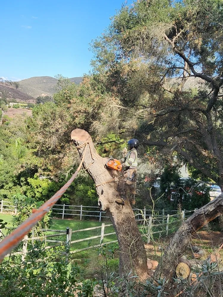 Professional garden landscaping in Escondido, CA by Full Circle Tree Service