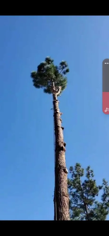 Local residential landscaping in Escondido, CA - Full Circle Tree Service