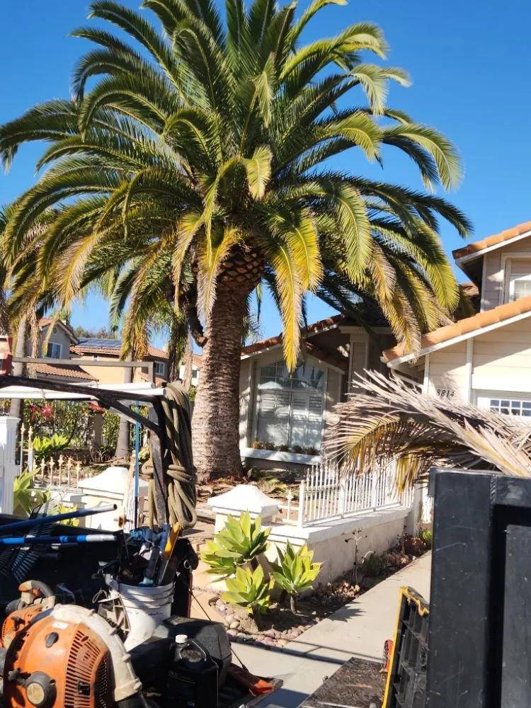 Top-rated landscaping services in Escondido, CA - Full Circle Tree Service