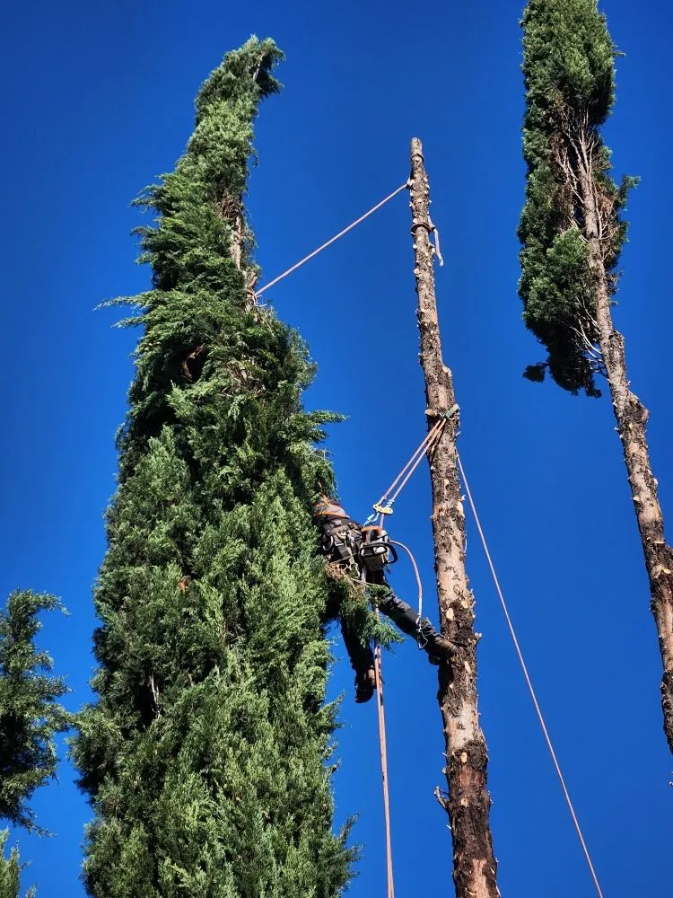 Custom residential landscaping for year-round maintenance across Escondido, CA - Full Circle Tree Service