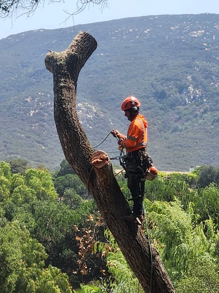 Top-rated landscape design in Escondido, CA by Full Circle Tree Service