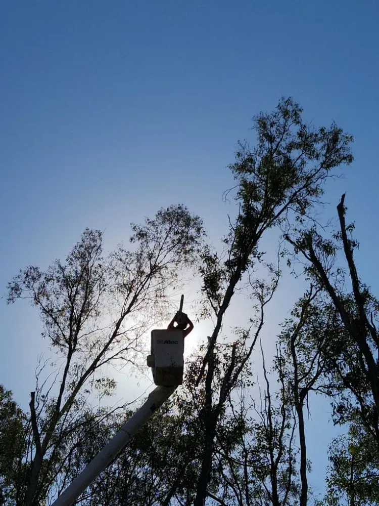 Top-rated landscaping services near you in Escondido, CA by Full Circle Tree Service