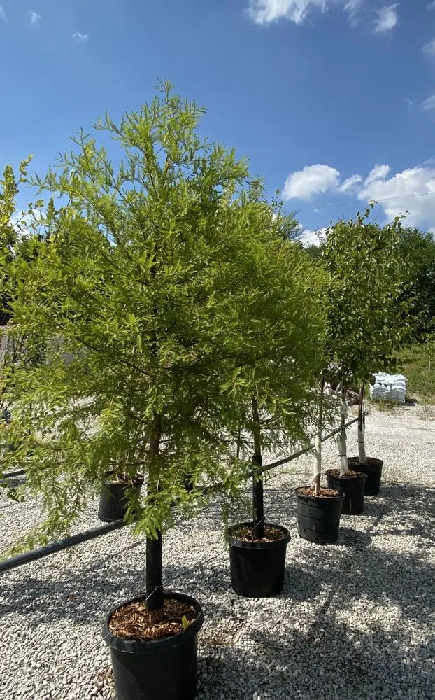 Custom landscaping services for beautiful yards across Smithville, MO - Full Features Landscape & Garden Center