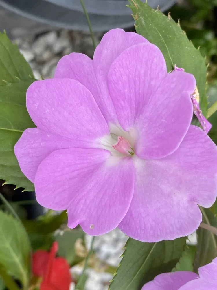 Local garden landscaping experts serving Smithville, MO - Full Features Landscape & Garden Center