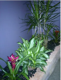 Affordable outdoor landscaping in Goffstown, NH by Full Grown Plants