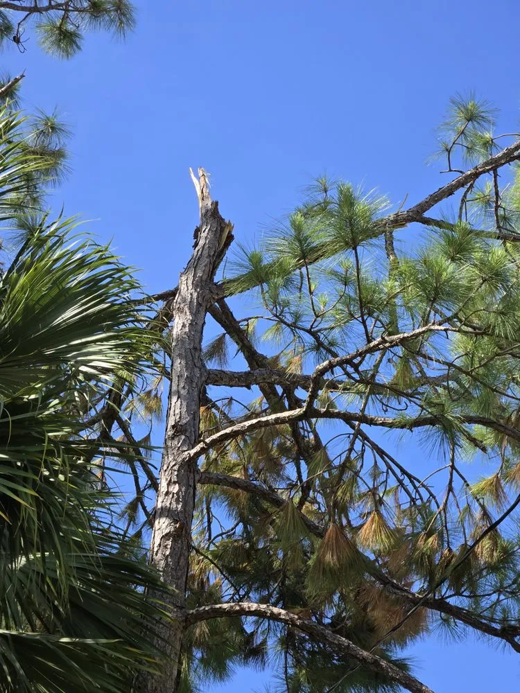 Custom landscaping services with custom design across Jupiter, FL - Full Height Tree Services