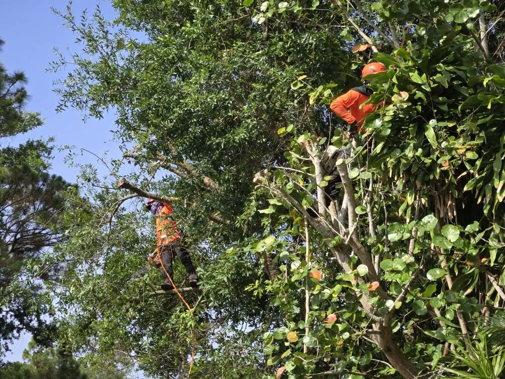 Trusted garden landscaping with custom design across Jupiter, FL - Full Height Tree Services