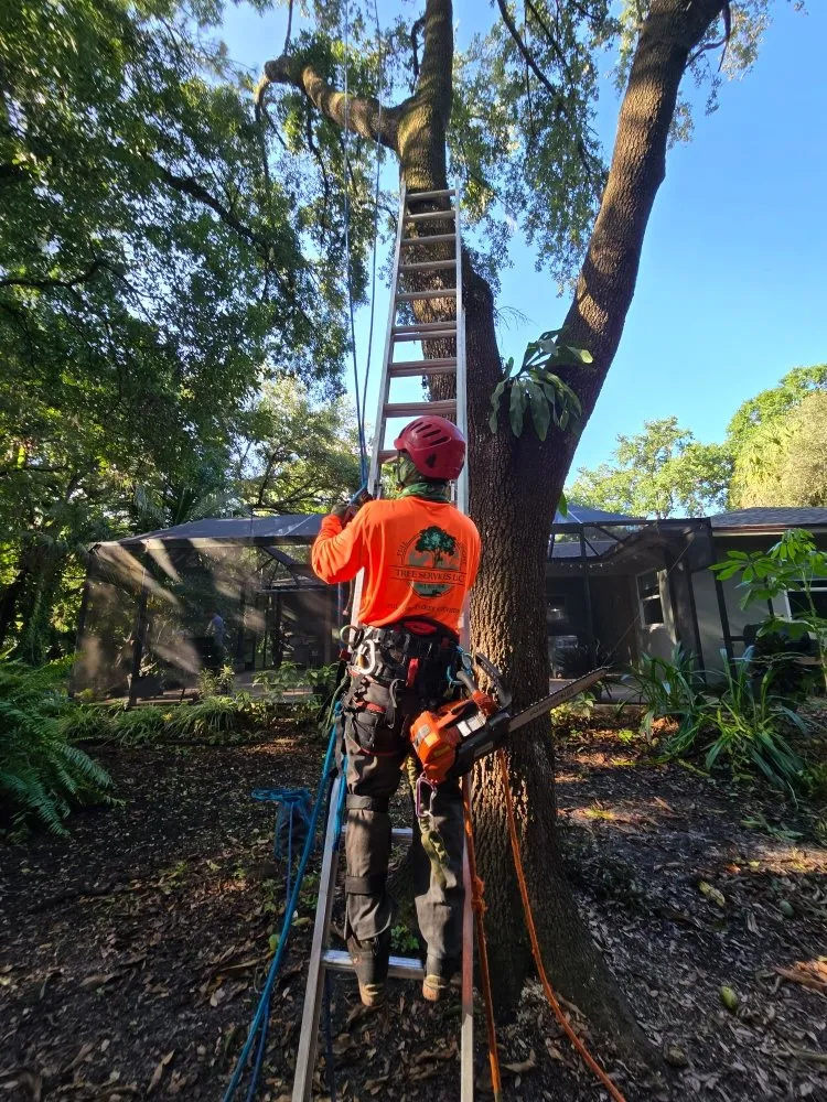 Affordable yard cleanup service in Jupiter, FL by Full Height Tree Services