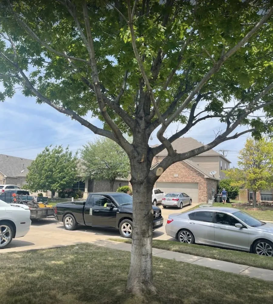 Reliable landscape design in Azle, TX - Full lawn service care