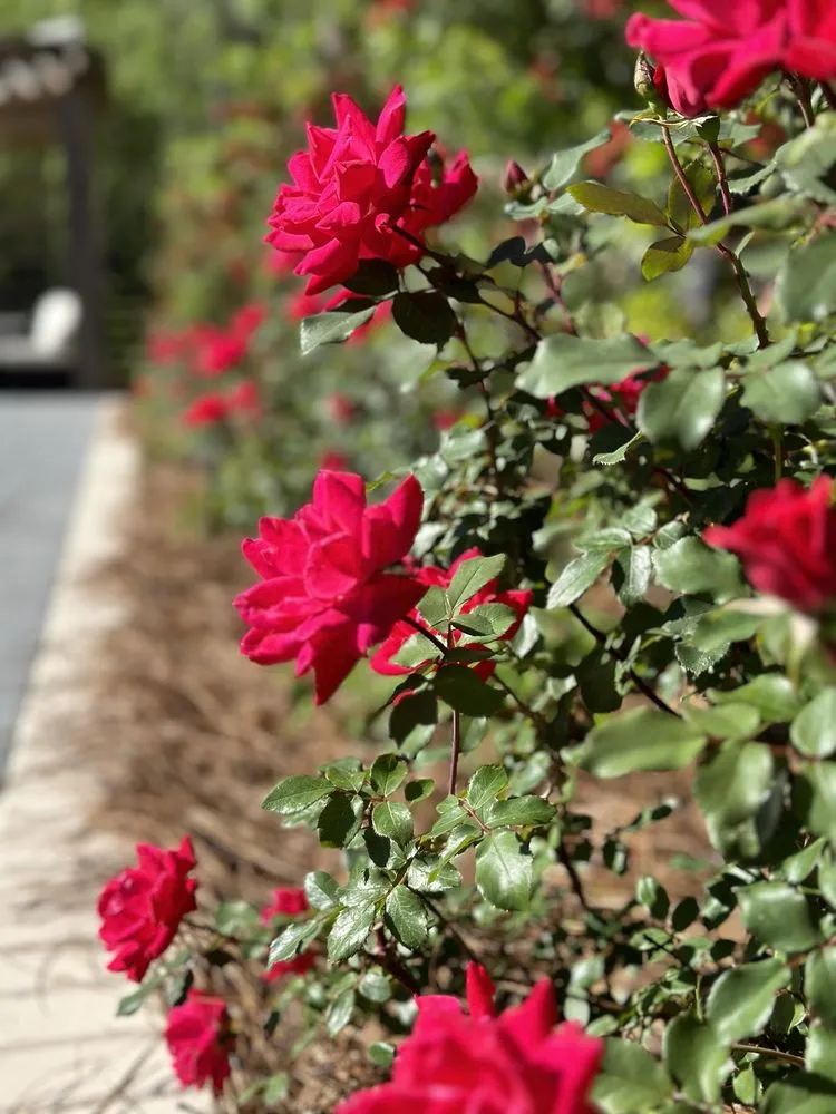 Top-rated landscape design in St. Simons Island, GA by Full Measure Landscape