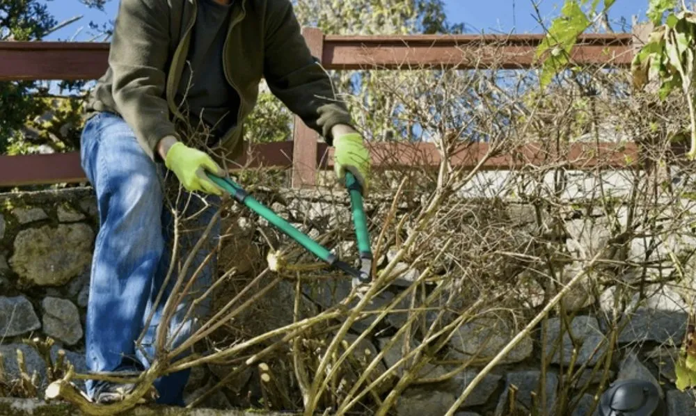 Expert residential landscaping in Millbrae, CA - Full Seasons Services