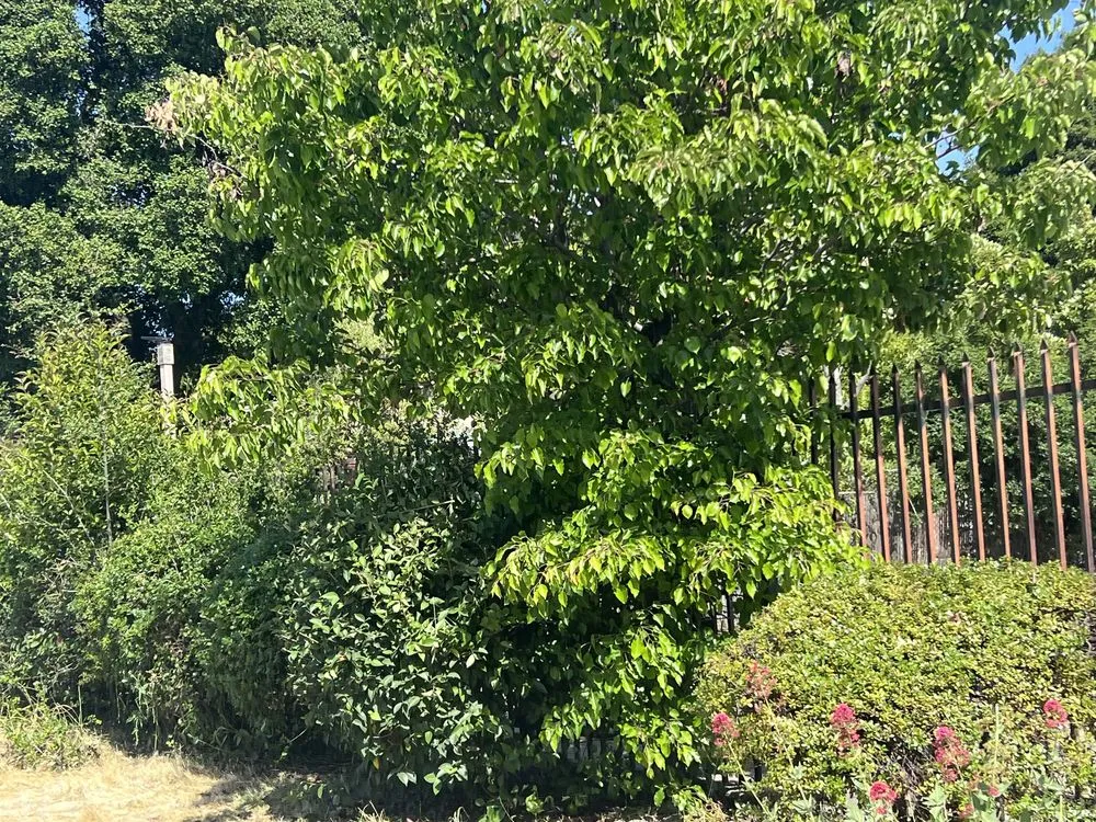 Reliable landscape installation in Millbrae, CA by Full Seasons Services