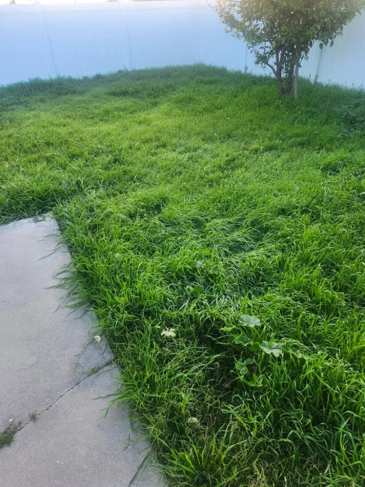 Professional yard maintenance experts serving San Bernardino, CA - Full Service Gardening Vili Gomez