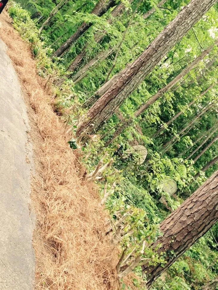 Expert outdoor landscaping experts serving Hoover, AL - Full Service Lawn Care By Ed