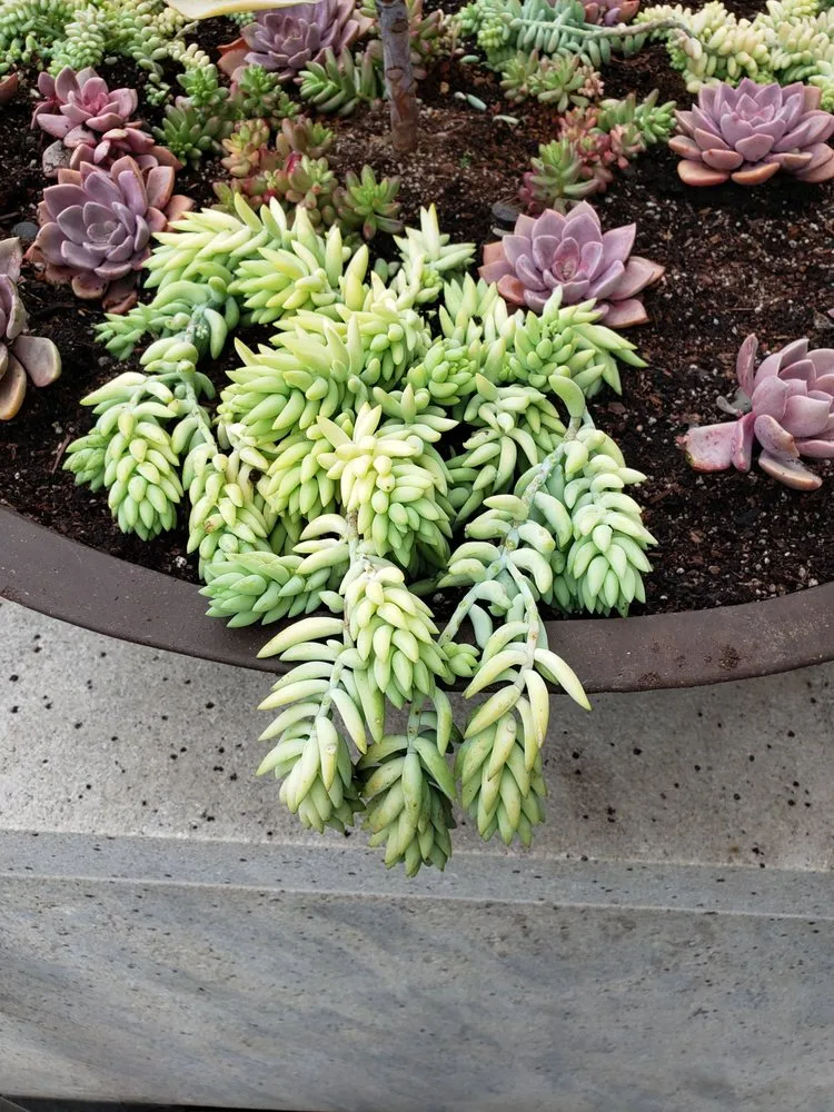 Trusted landscape installation for beautiful yards in brentwood, CA by Full Spectrum Outdoor