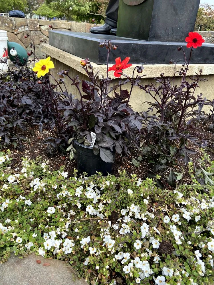 Trusted lawn care service in brentwood, CA - Full Spectrum Outdoor