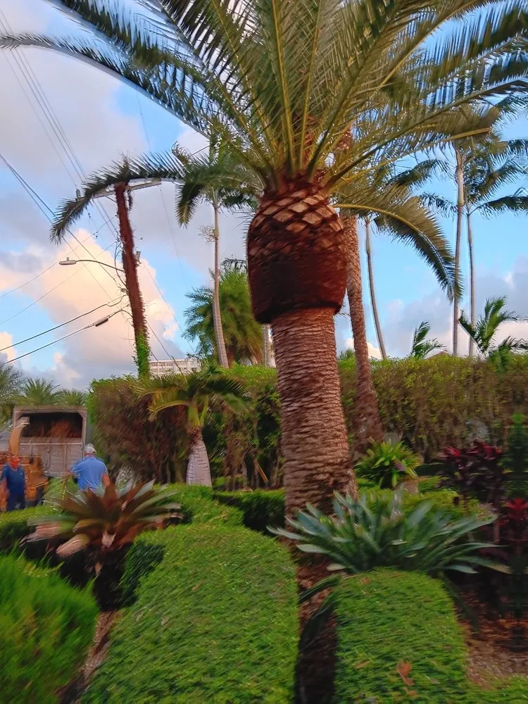 Custom lawn care service for outdoor upgrades in North Miami Beach, FL by Full Tree