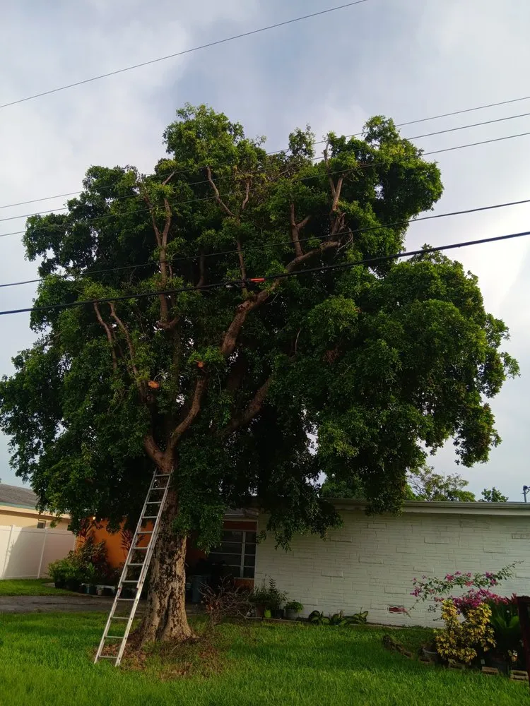 Affordable landscape design in North Miami Beach, FL - Full Tree