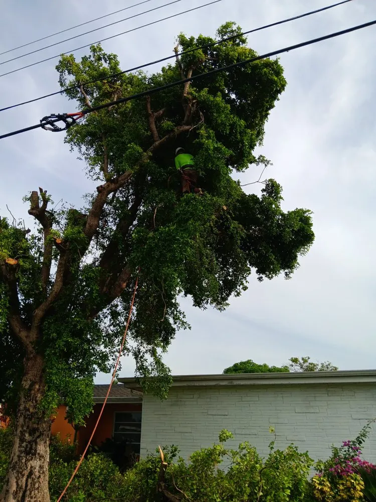 Affordable lawn mowing service for residential properties in North Miami Beach, FL by Full Tree