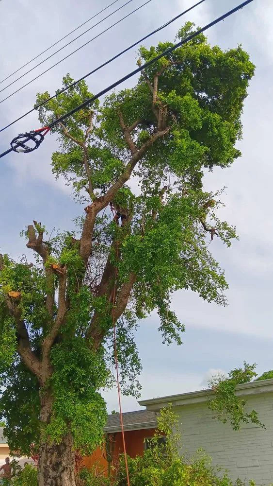 Affordable landscaping services experts serving North Miami Beach, FL - Full Tree