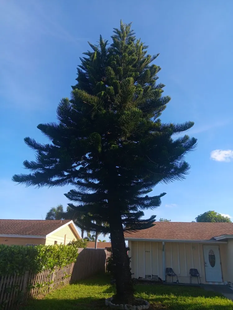 Top-rated yard maintenance for beautiful yards in North Miami Beach, FL by Full Tree