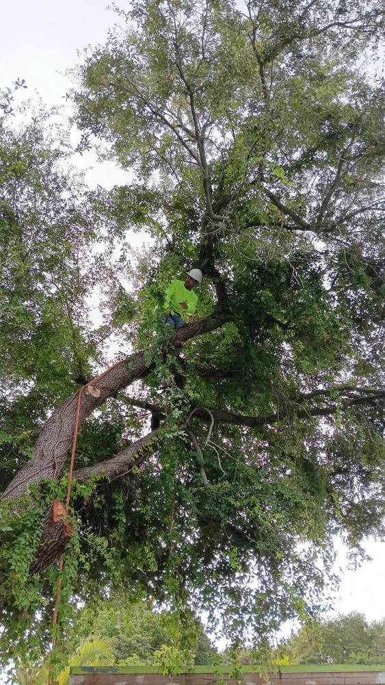 Trusted residential landscaping in North Miami Beach, FL by Full Tree