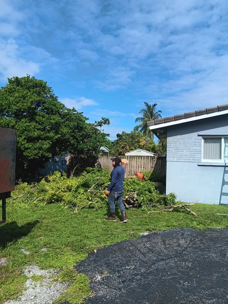 Top-rated yard cleanup service in North Miami Beach, FL - Full Tree