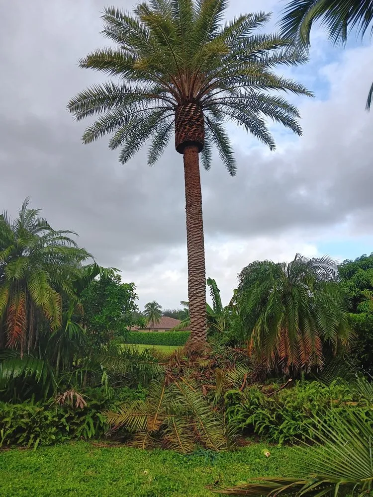 Custom landscaping services in North Miami Beach, FL - Full Tree