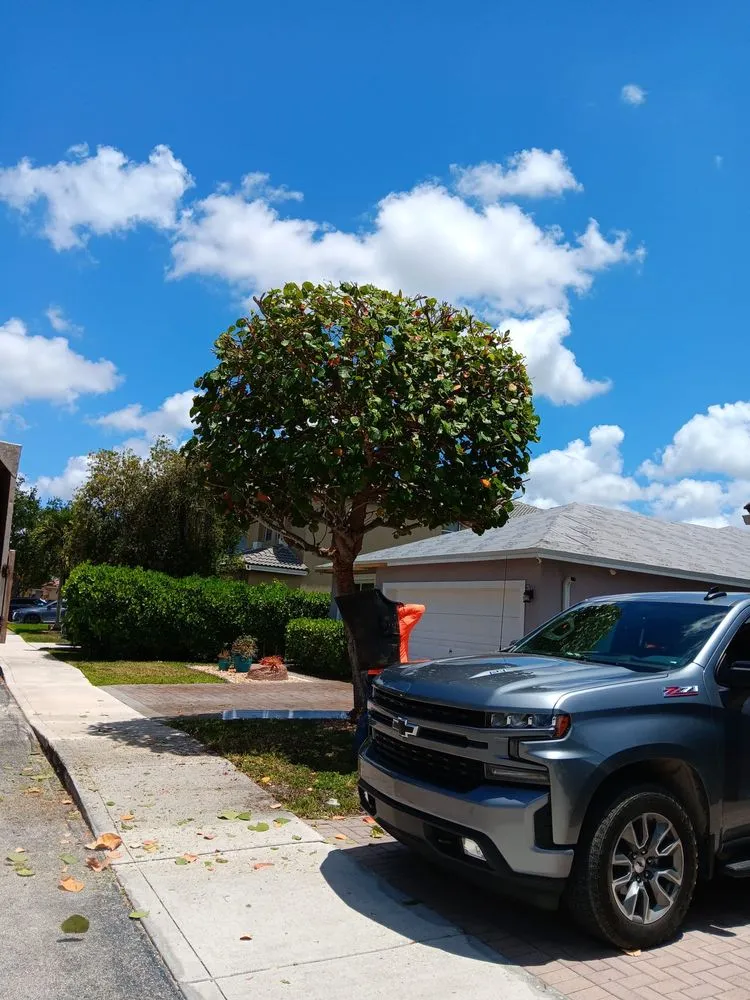 Reliable landscaping services in North Miami Beach, FL by Full Tree