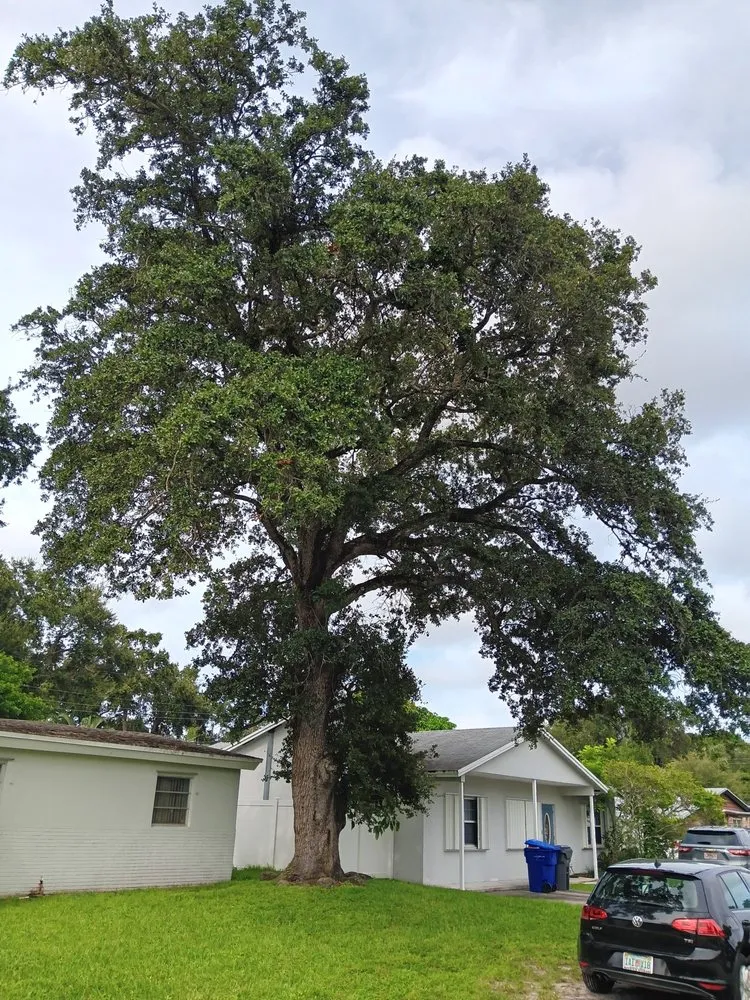 Local lawn mowing service in North Miami Beach, FL - Full Tree