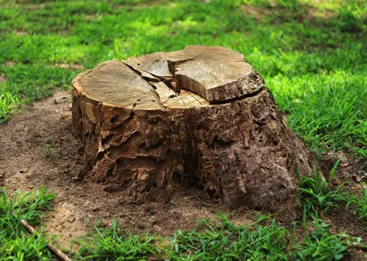 Local yard maintenance in North Miami Beach, FL by Full Tree