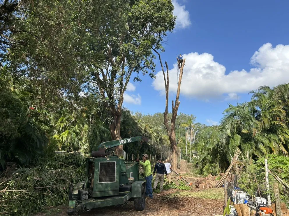 Affordable landscape design in North Miami Beach, FL by Full Tree