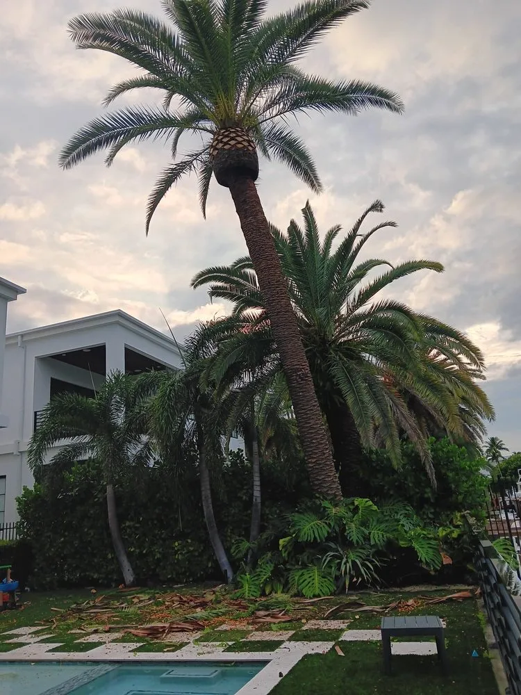 Professional yard cleanup service in North Miami Beach, FL by Full Tree