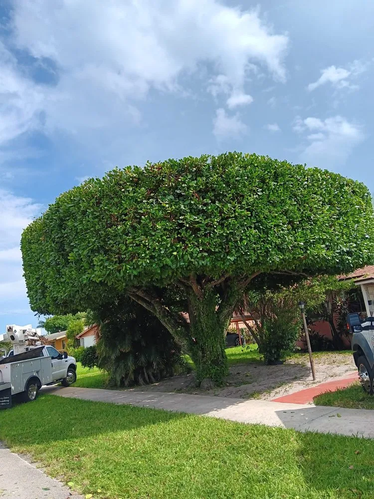 Local outdoor landscaping experts serving North Miami Beach, FL - Full Tree