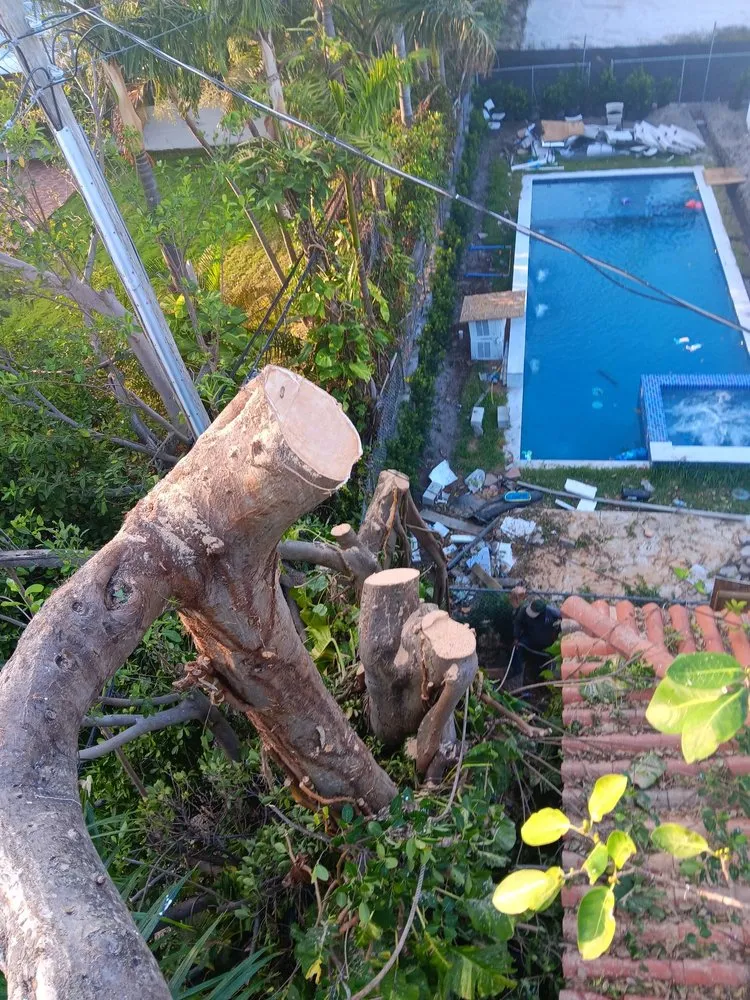 Custom residential landscaping in North Miami Beach, FL - Full Tree