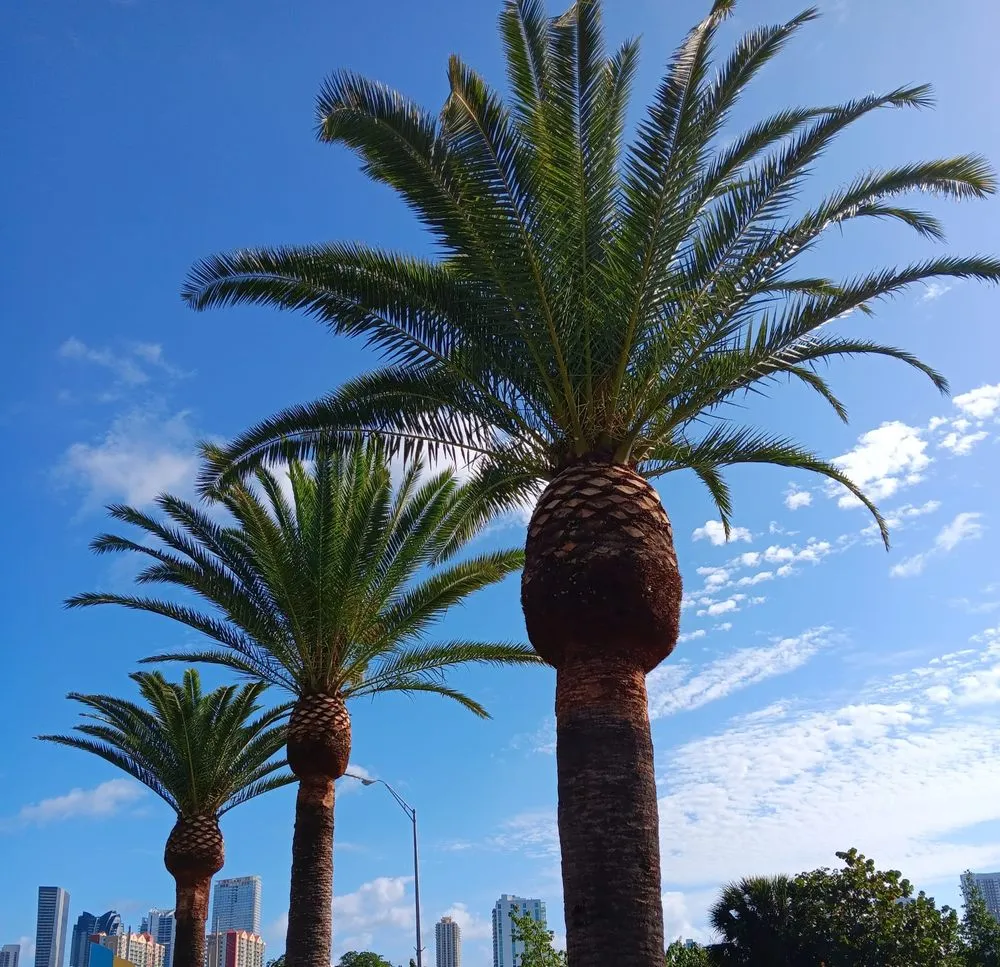 Custom landscaping services experts serving North Miami Beach, FL - Full Tree