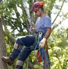 Trusted yard maintenance in Warriors Mark, PA by Fuller's Quality Tree Service