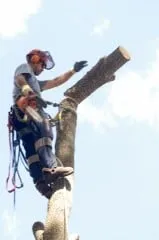 Expert residential landscaping in Warriors Mark, PA by Fuller's Quality Tree Service