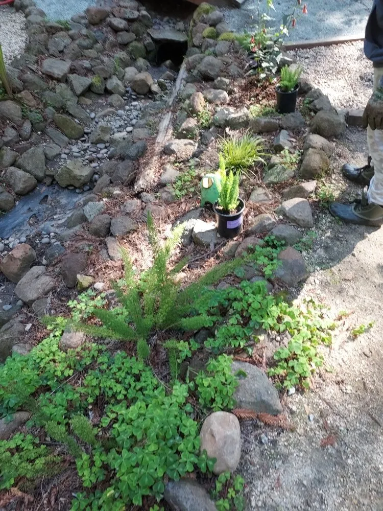 Custom yard maintenance in Boulder Creek, CA - Fullscape Landscaping & Maintenance