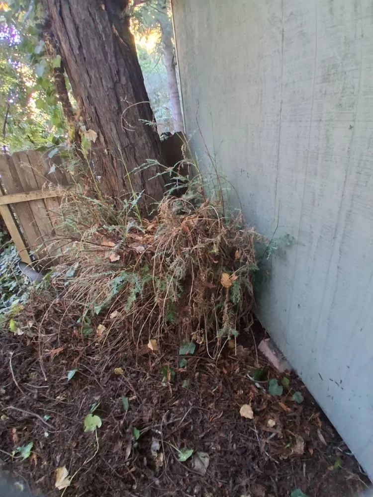 Local yard maintenance in Boulder Creek, CA - Fullscape Landscaping & Maintenance