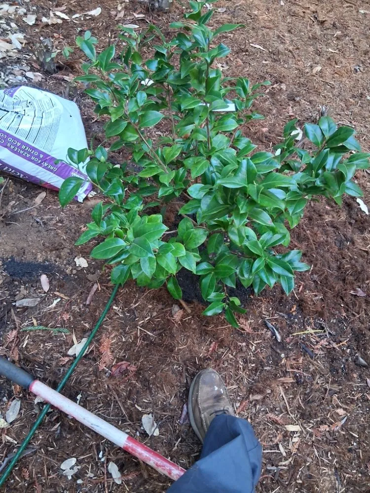 Professional landscape installation for residential properties in Boulder Creek, CA by Fullscape Landscaping & Maintenance