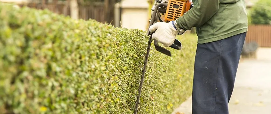 Professional yard maintenance for year-round maintenance in San Carlos, CA by Fully Executed Solutions