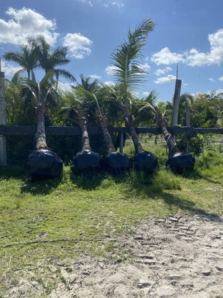 Trusted residential landscaping in Boca Raton, FL by Furey Asset Services