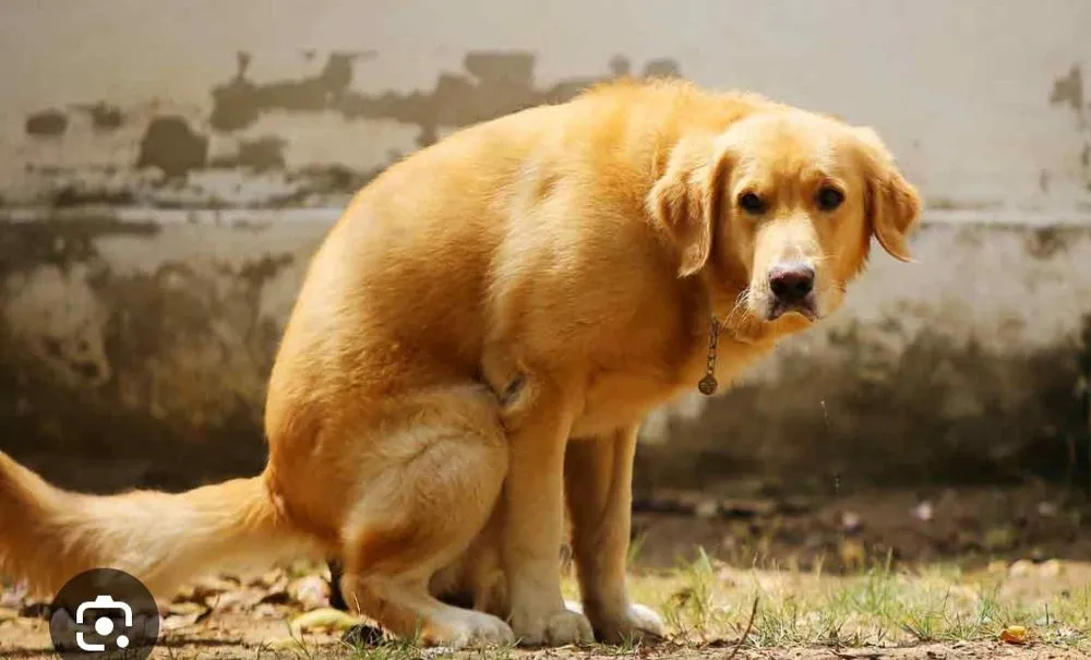 Affordable lawn mowing service for homes across Odessa, TX - Furry Babies Lawn Care